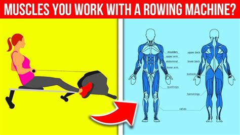 rowing machine exercise muscles used